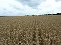 Wheat field near Yalding